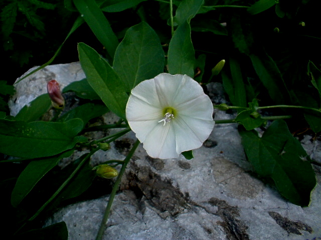 Convolvulus arvensis / Vilucchio comune